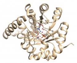 IGPS酶的结构与底物类似物结合在活性位点.