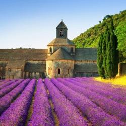 Photo of the Abbey of Senanque and blooming rows lavender flowers at sunset in France.
